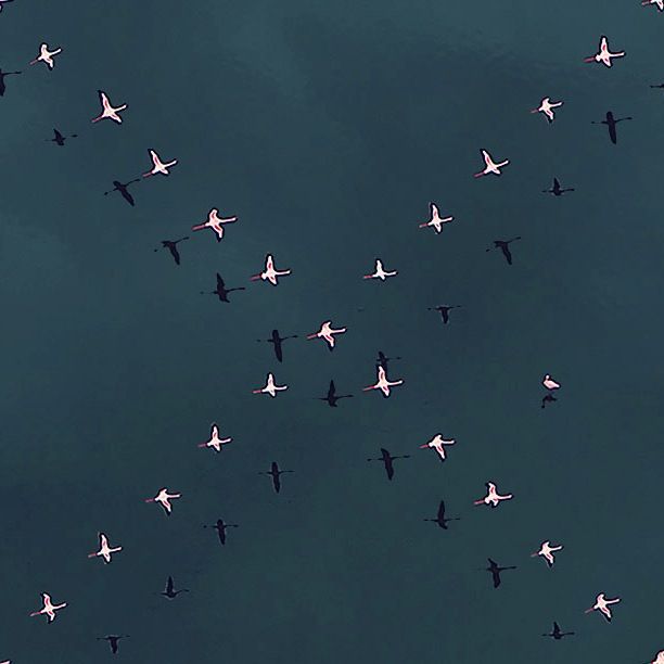 shaun kardinal  flying formation 6