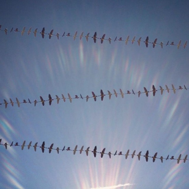 shaun kardinal  flying formation 8