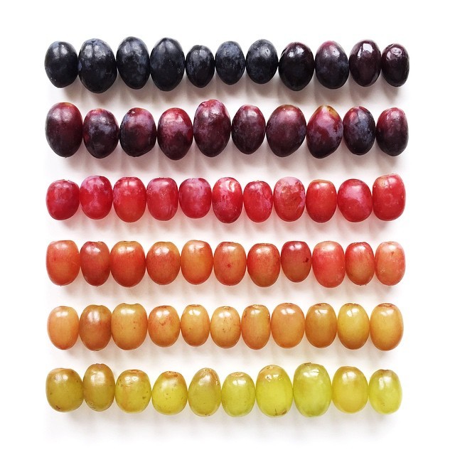 food gradients Brittany Wright 11